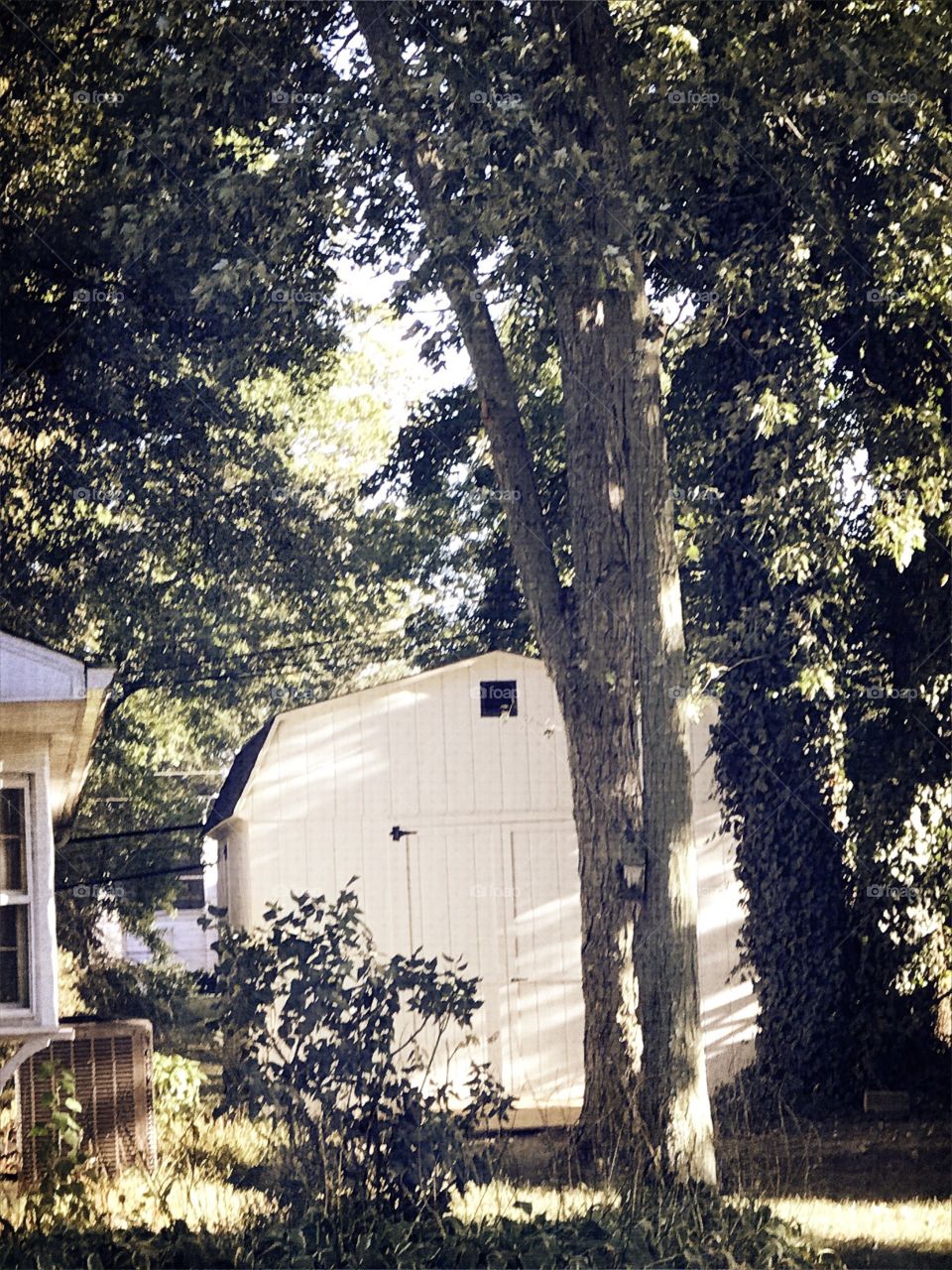 Storage shed by the trees