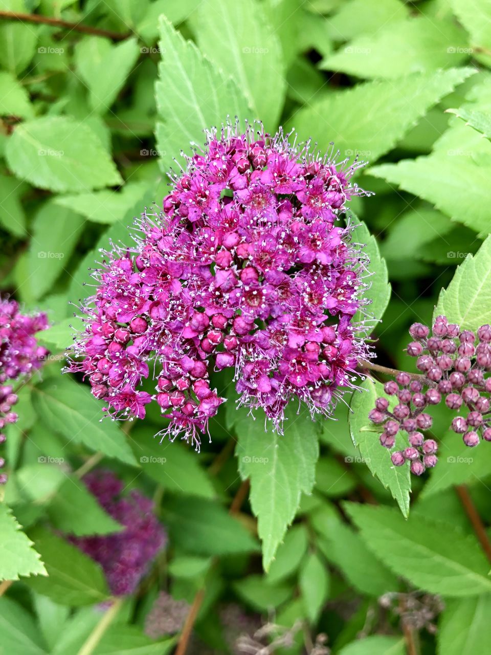 Spiraea Japonica