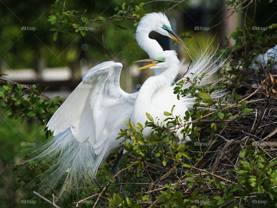 Two snowy Egrets