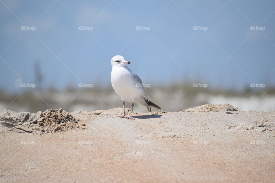 seagull standing in sand