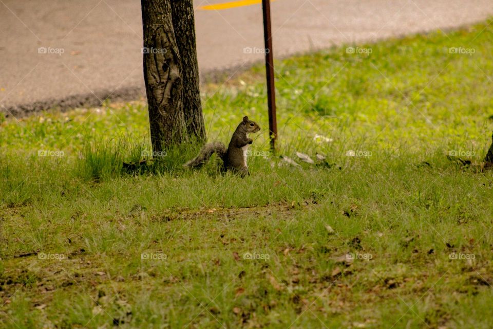 squirrel standing up to look around