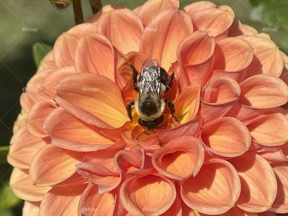Bee 🐝