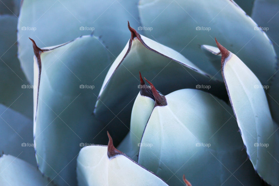 High angle view of succulent plant