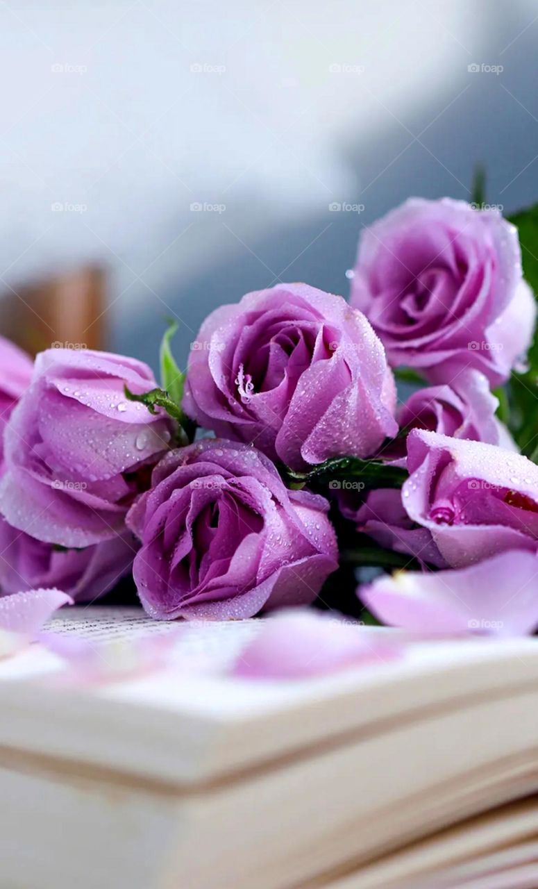 pink flower pink rose what a beautiful rose also so nice flower so pretty rose and water drop