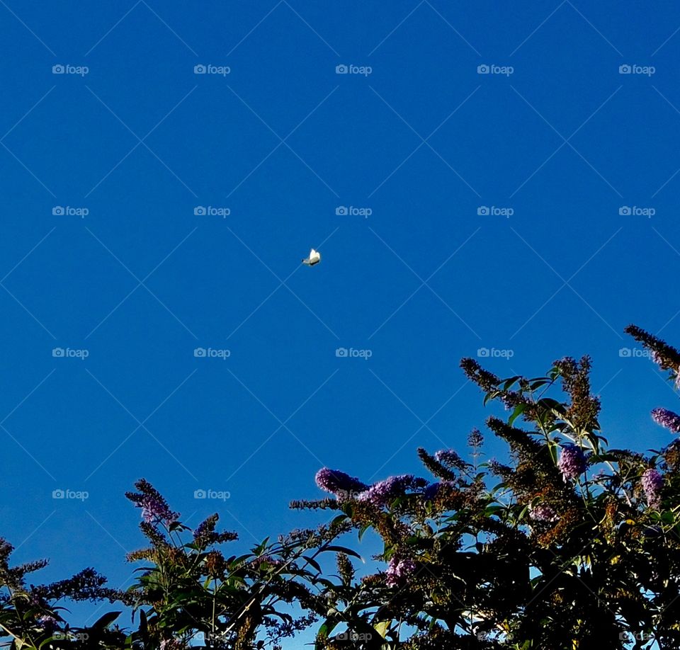 Pretty white butterfly