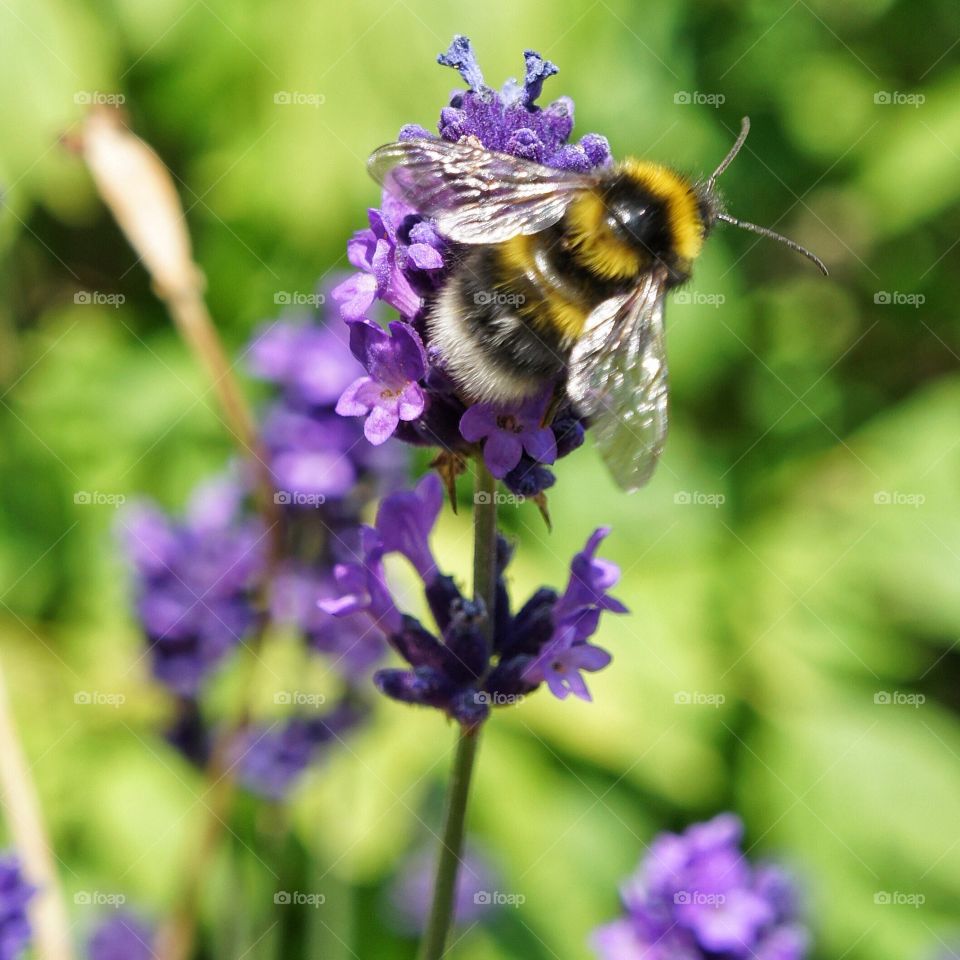 Bumblebee on lavender