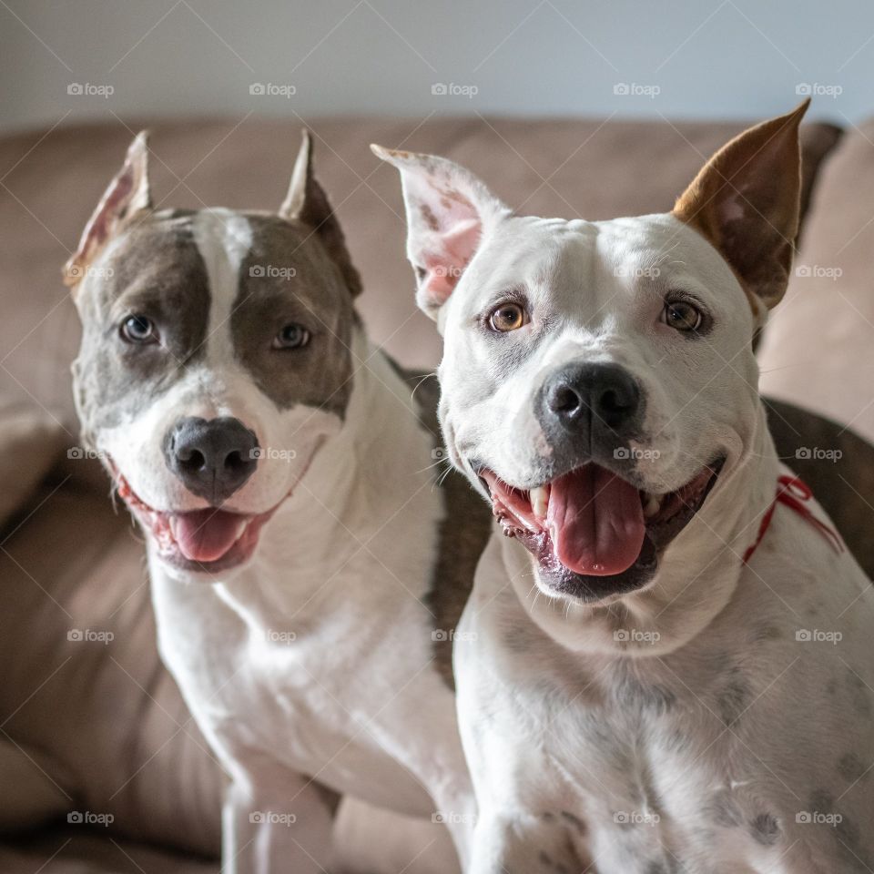 Two beautiful dogs sitting on the couch smiling