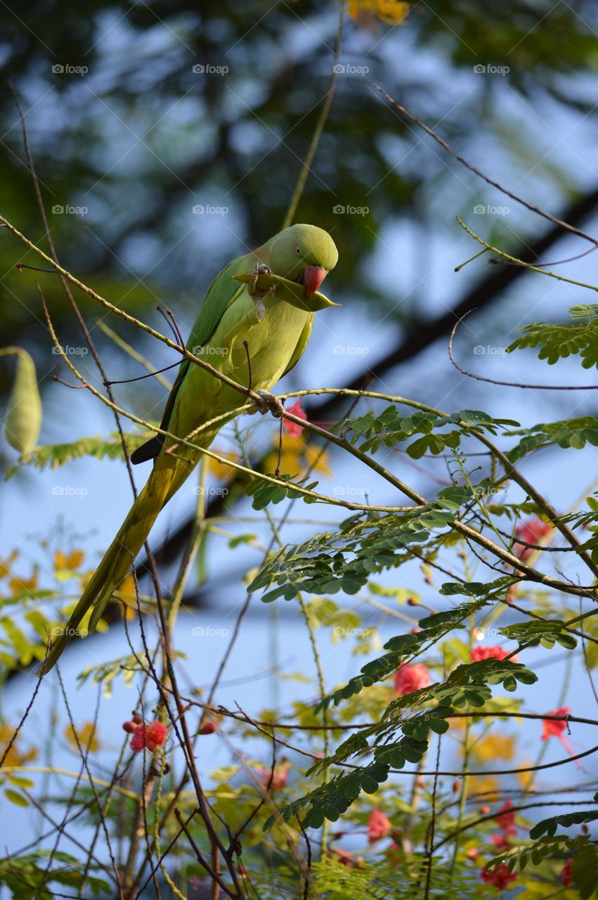 Everything a bird does.