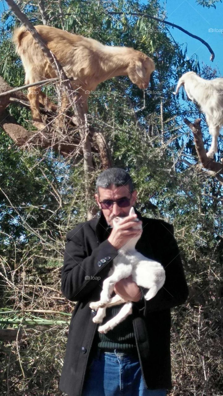 I m kissing a beautiful lamb.