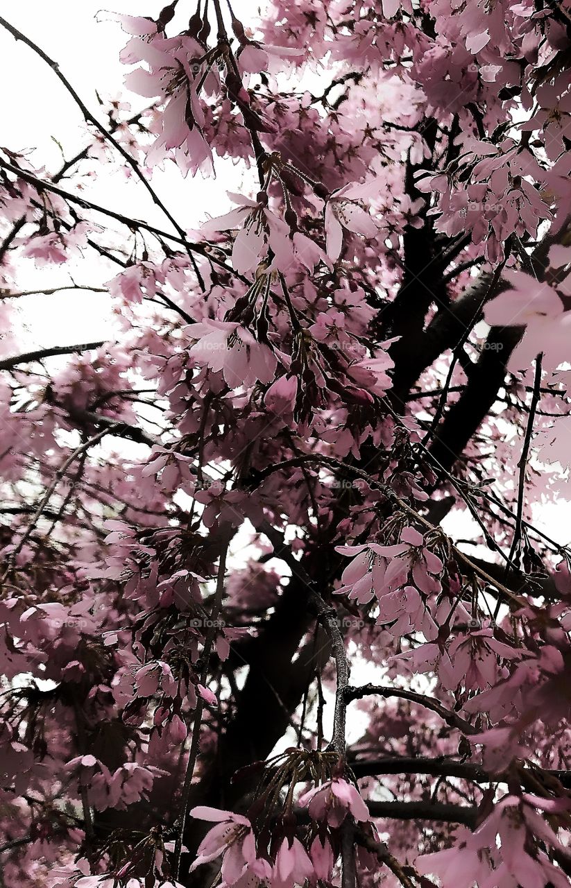 Flowering tree