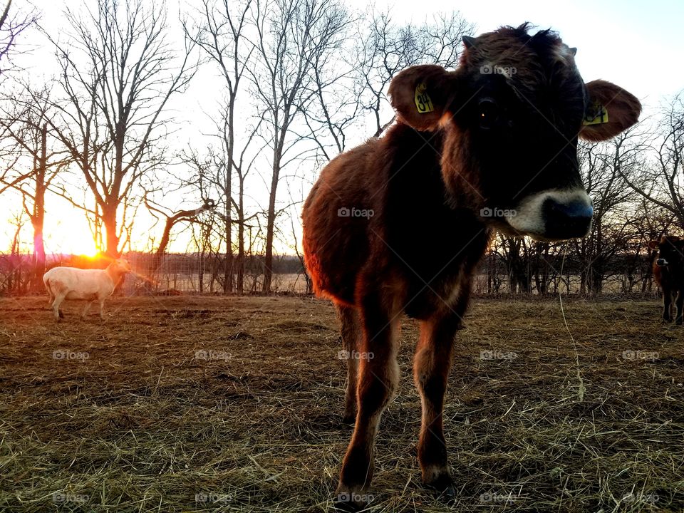 Livestock, Mammal, Cattle, Cow, Agriculture