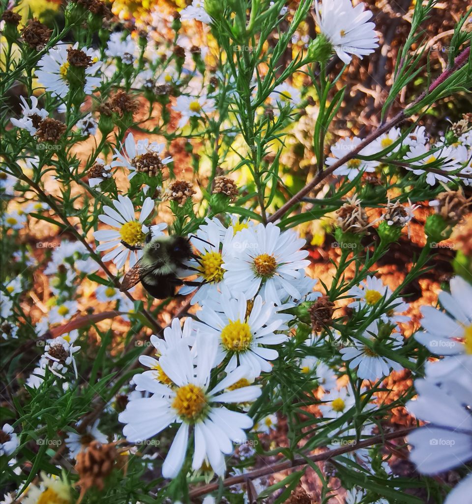 Bumble bee sucking nectar from a white chamomile flower. Found in a construction site.