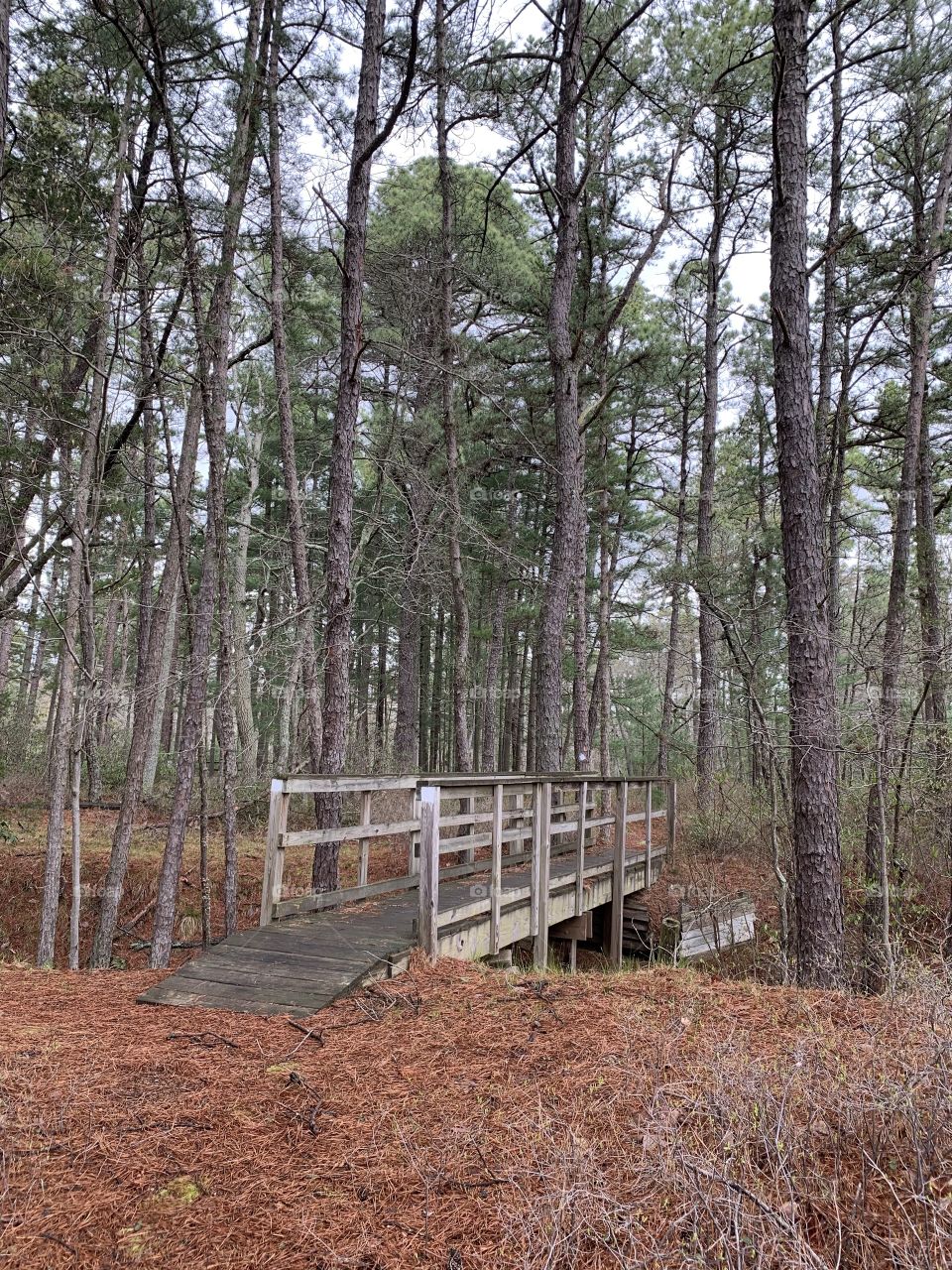 Bridge over the forest creek