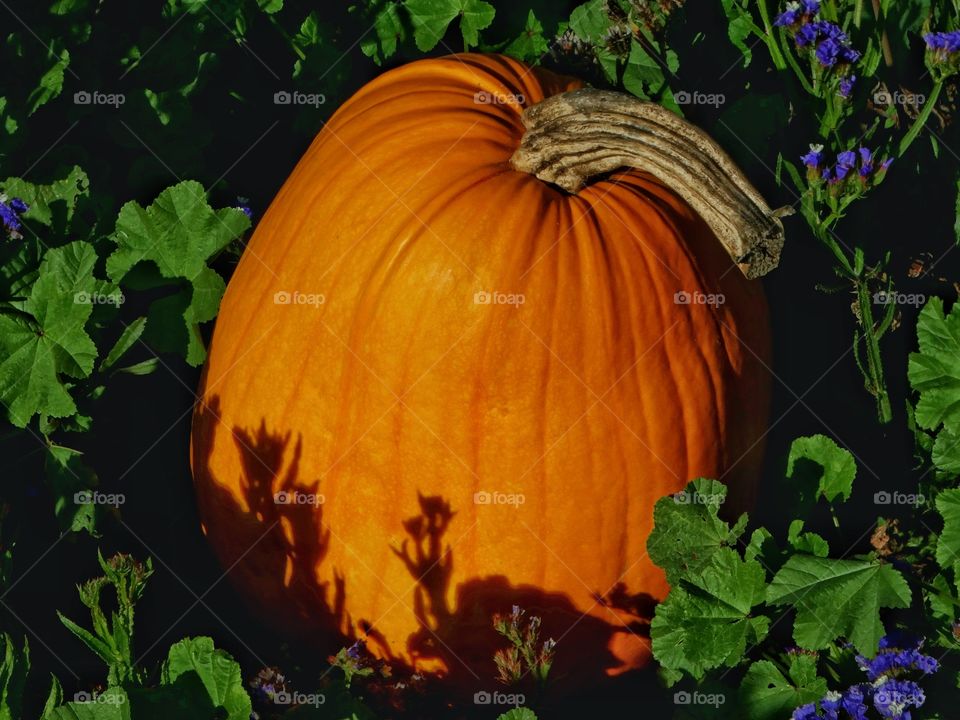 Pumpkin At Golden Hour
