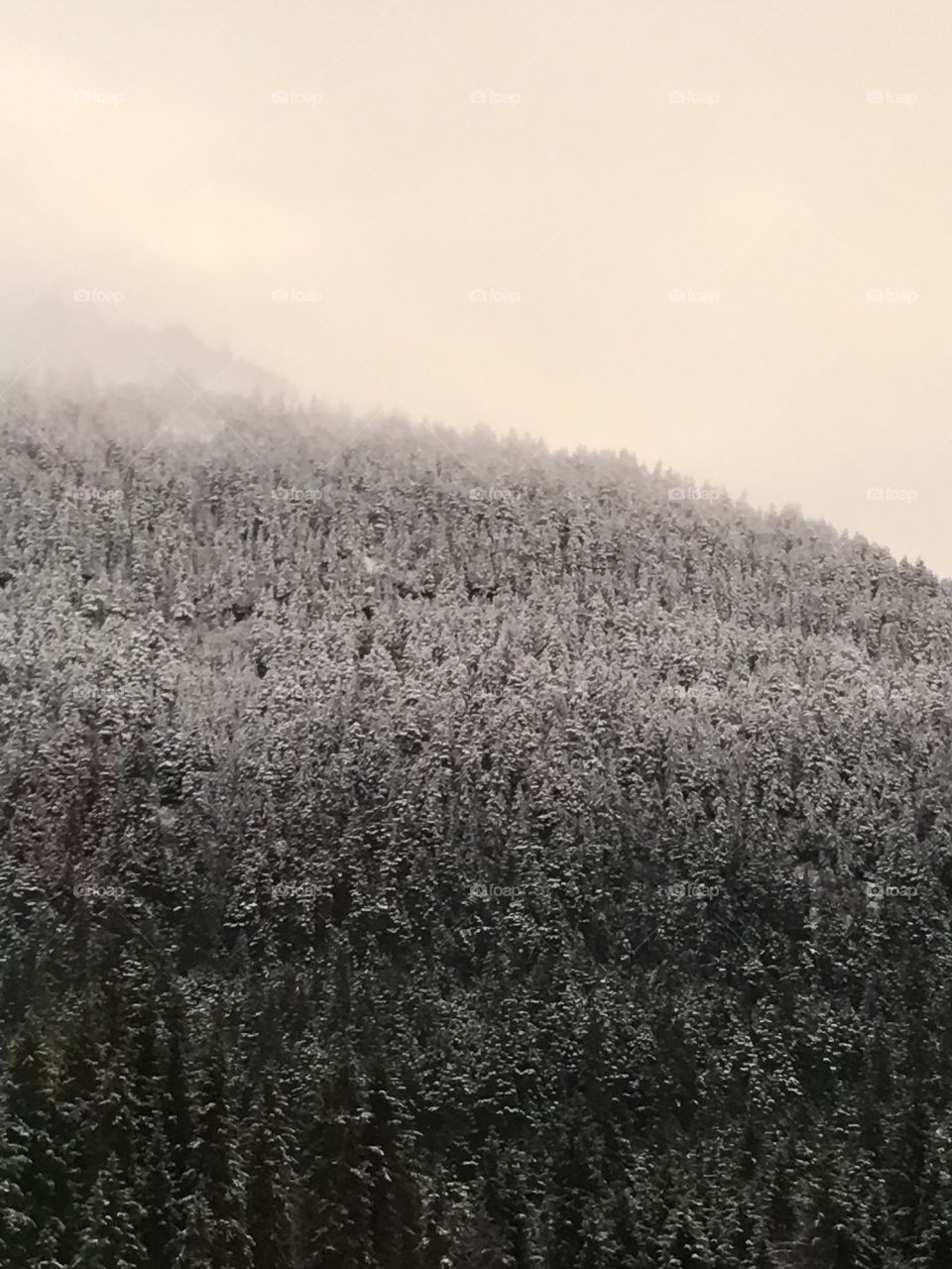 Misty mountaintop covered in frosty trees
