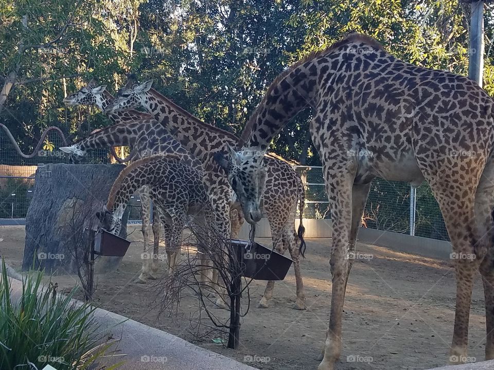 San Diego zoo