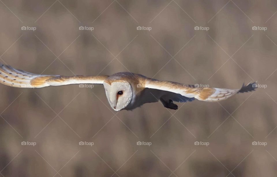 A close up of a barn owl