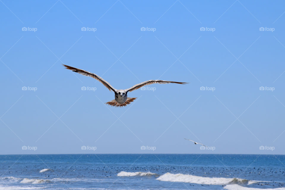 Seagull flying