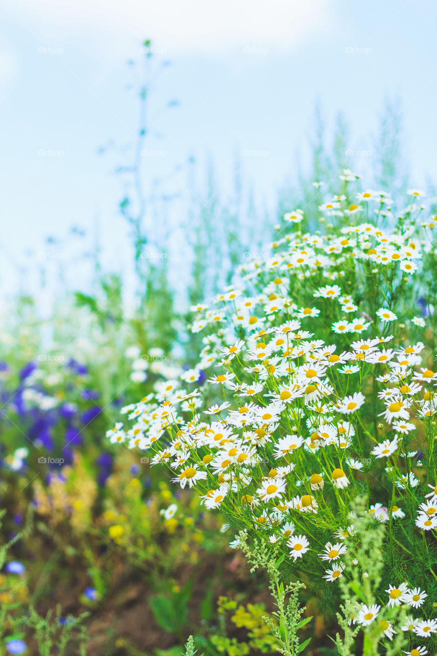 Field camomile