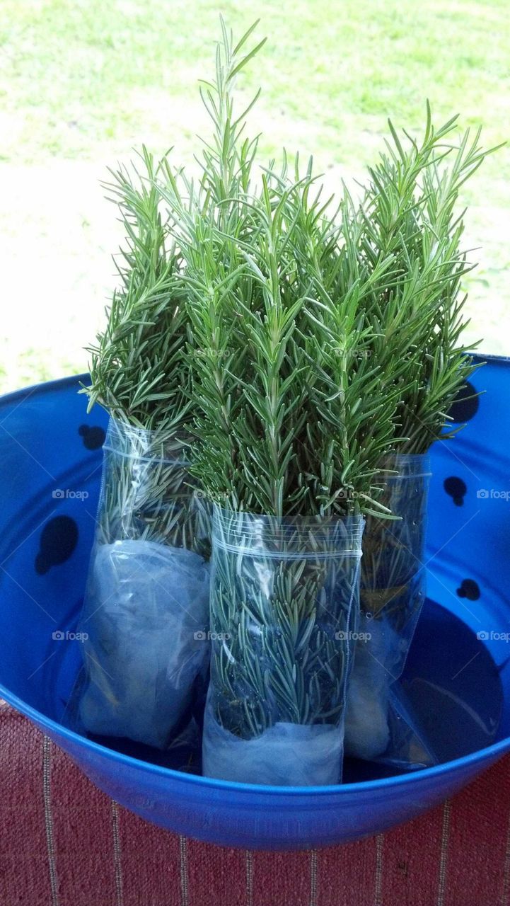 Rosemary