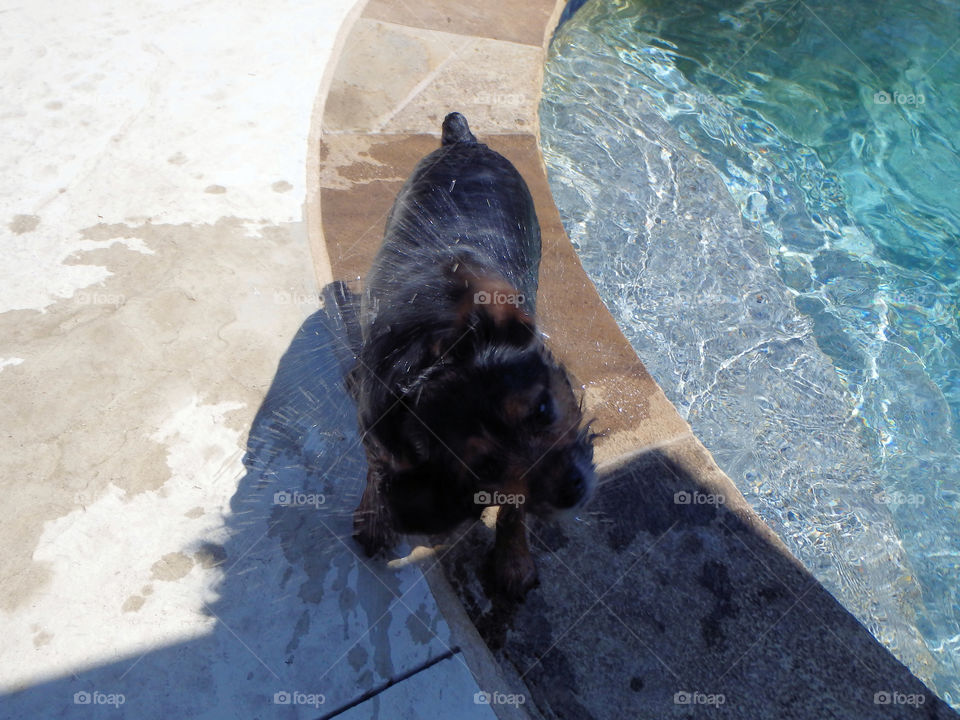 Dog shaking off pool water