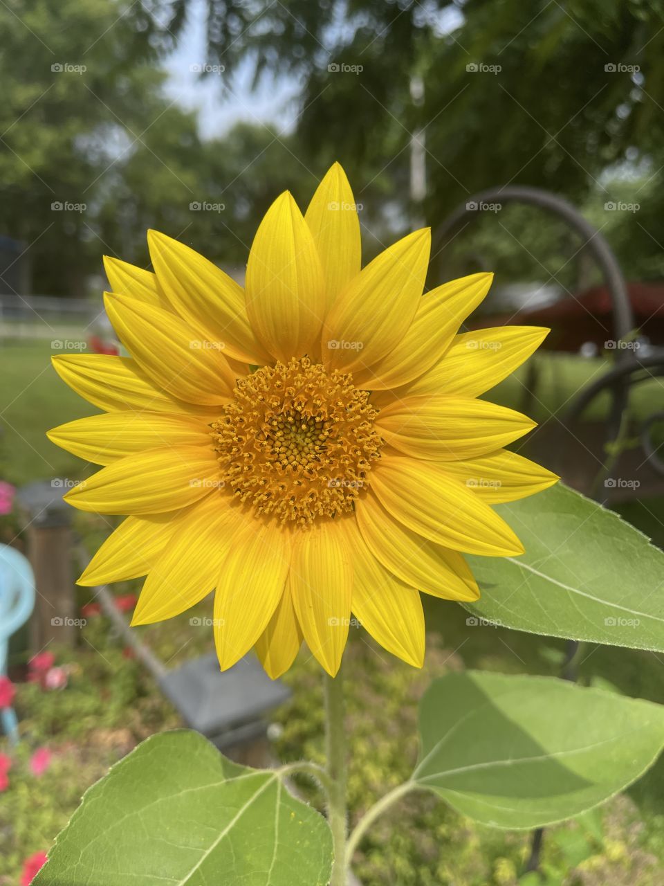 Sun flower on a mid summer day