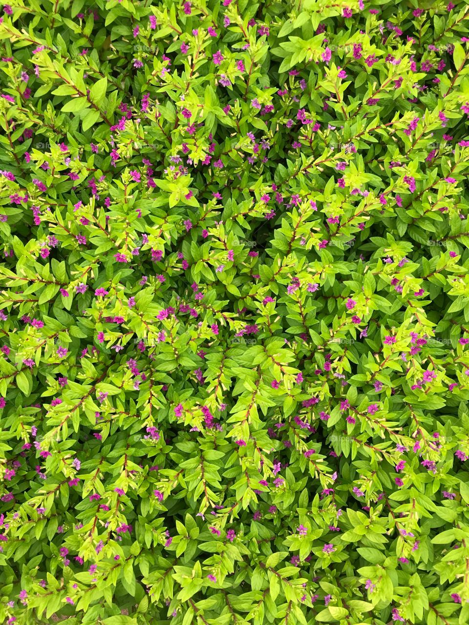 Small pink-purple flowers of ornamental plant bloom in summer