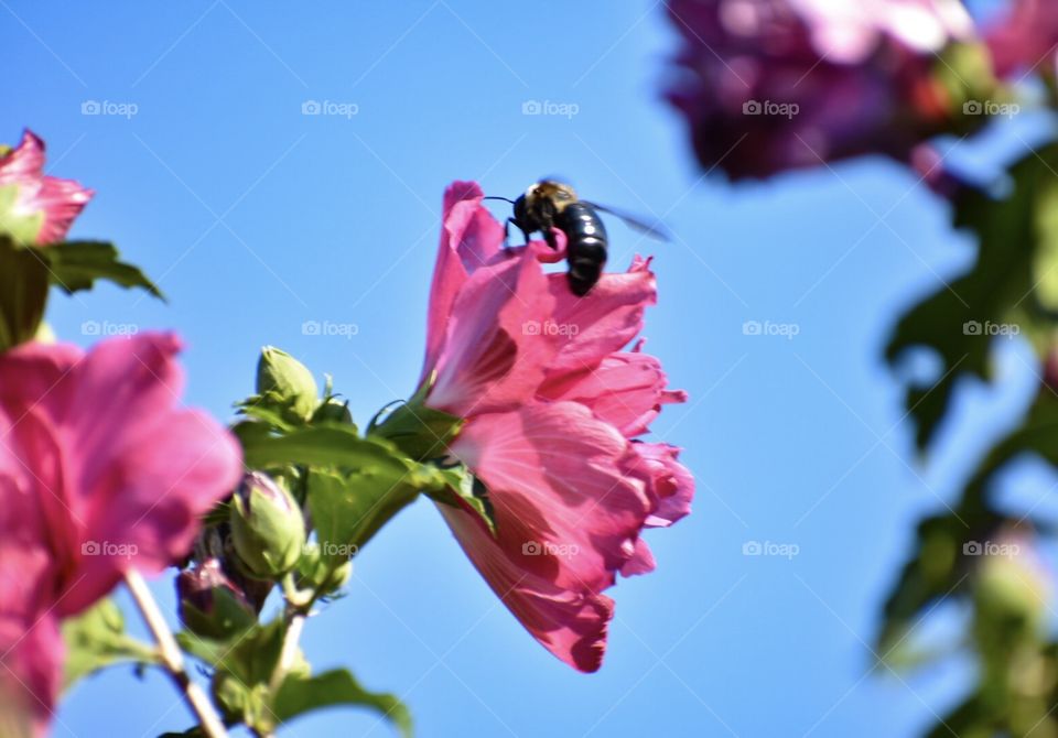 Bees and flowers 