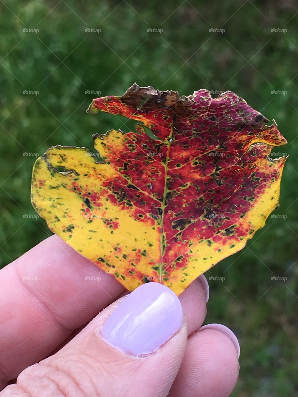 Colorful leaf held in my hand