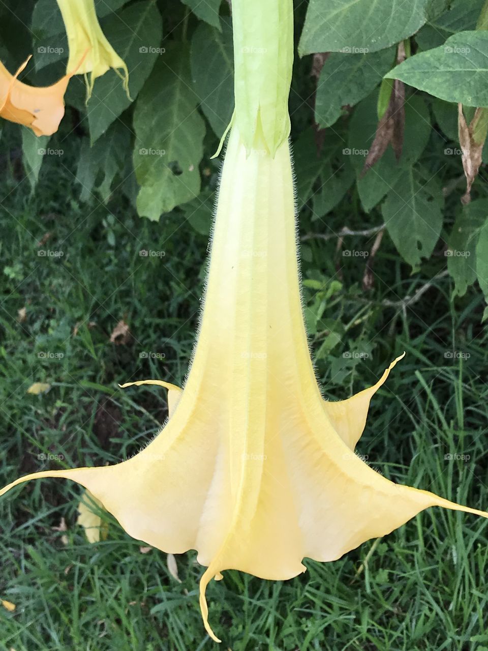 Angel’s trumpet flower 