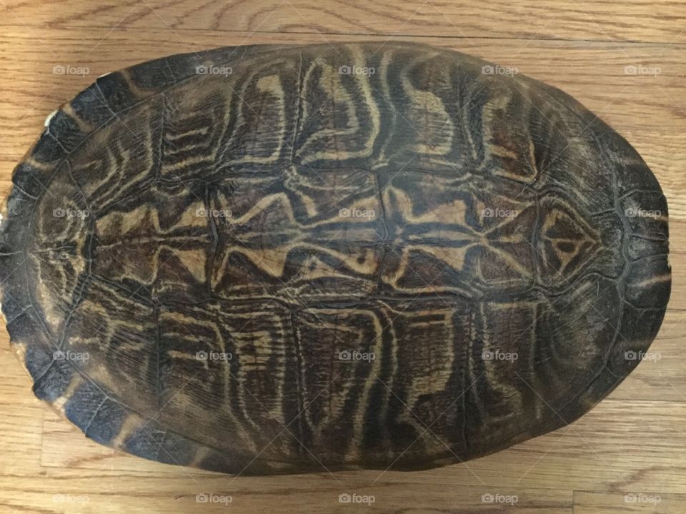 Tortoise shell, turtle shell, pattern, texture, wood