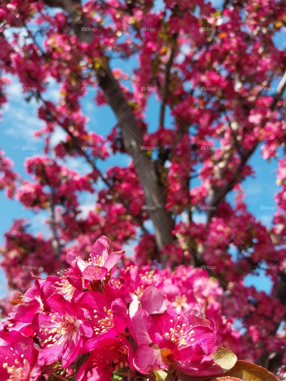 Crab Apple Blossoms