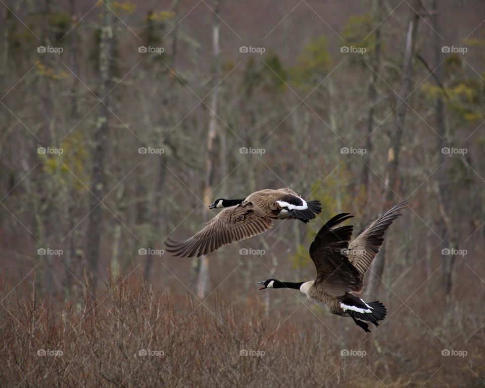 Pair of Geese in Flight
