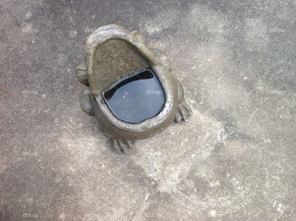 Frog on concrete 