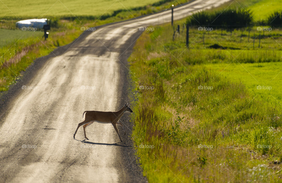 Deer walking across dazzlingly backlit gravel road in Western Finland at the end of July, 2017.