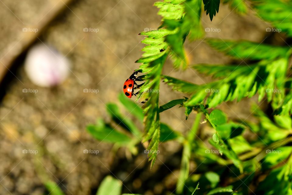 High angle view of ladybird on plant