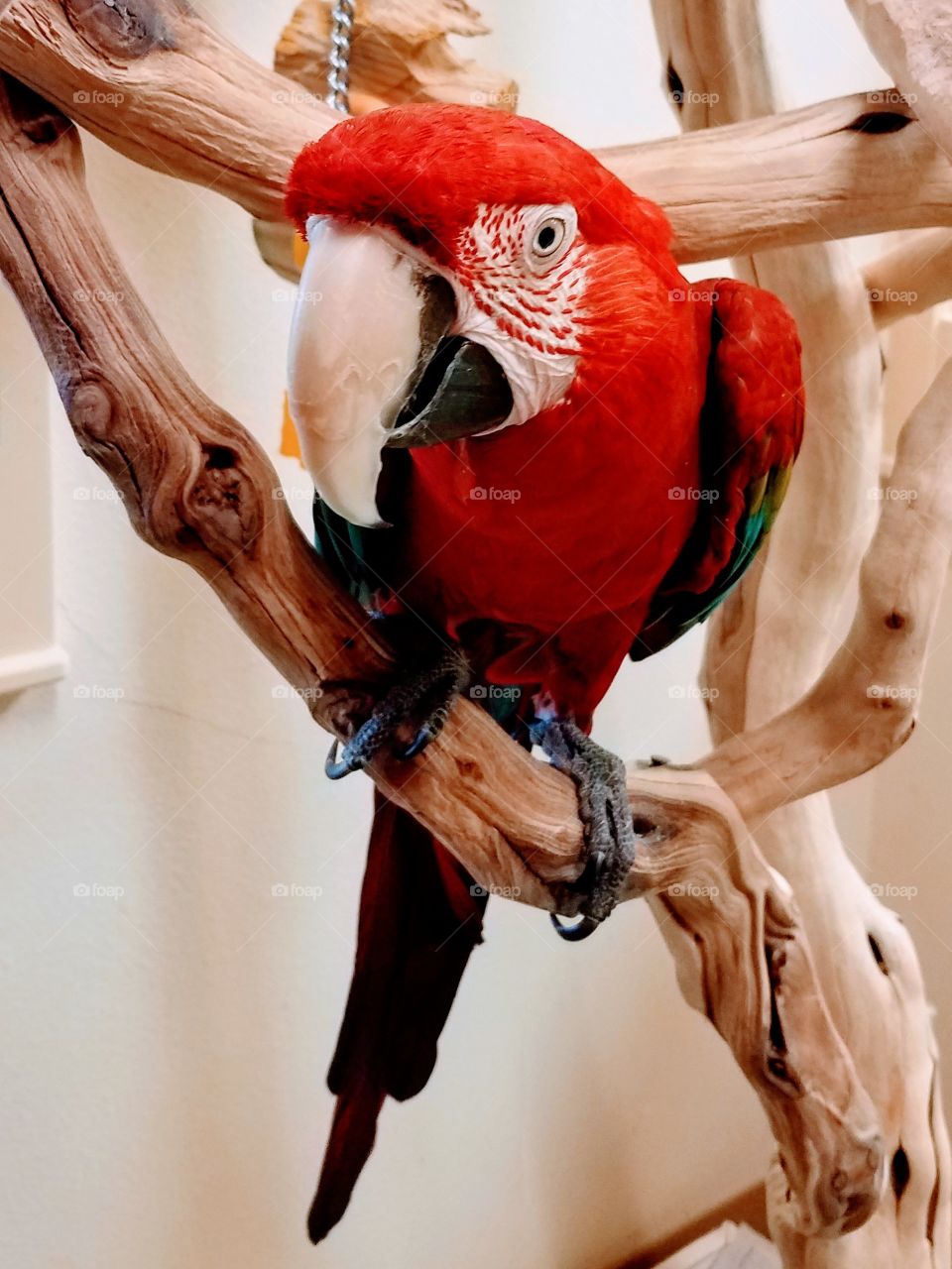 Red parrot on a wooden perch