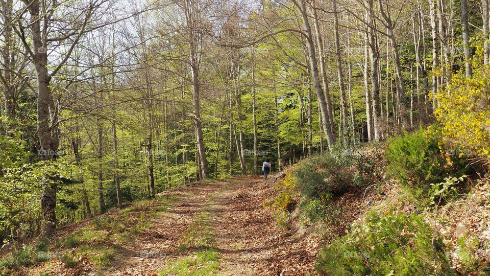 the path in the forest