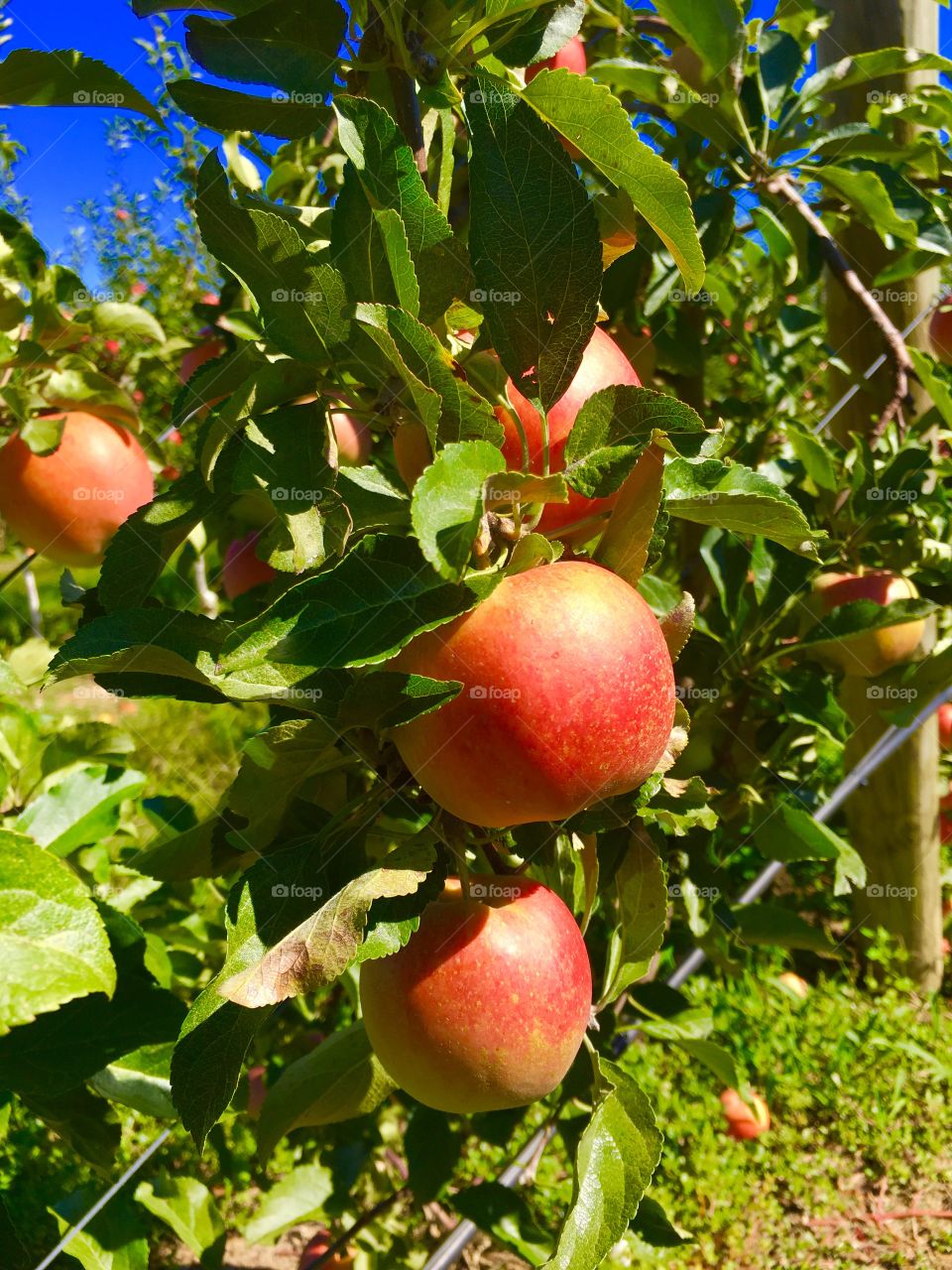 Close-up of fresh apples on tree