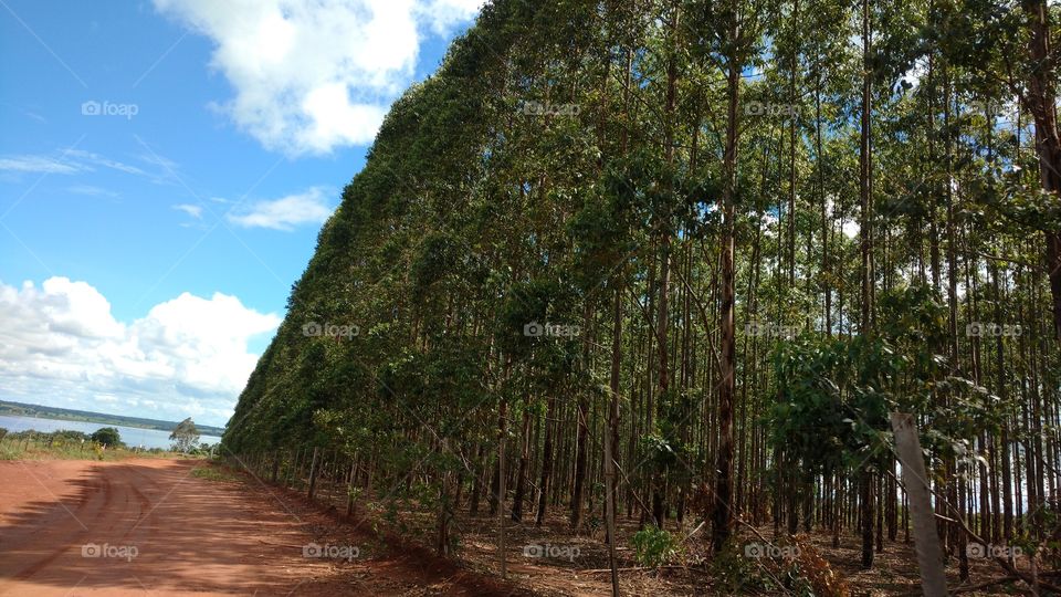 Paisagem. Estrada, rio e eucaliptos.