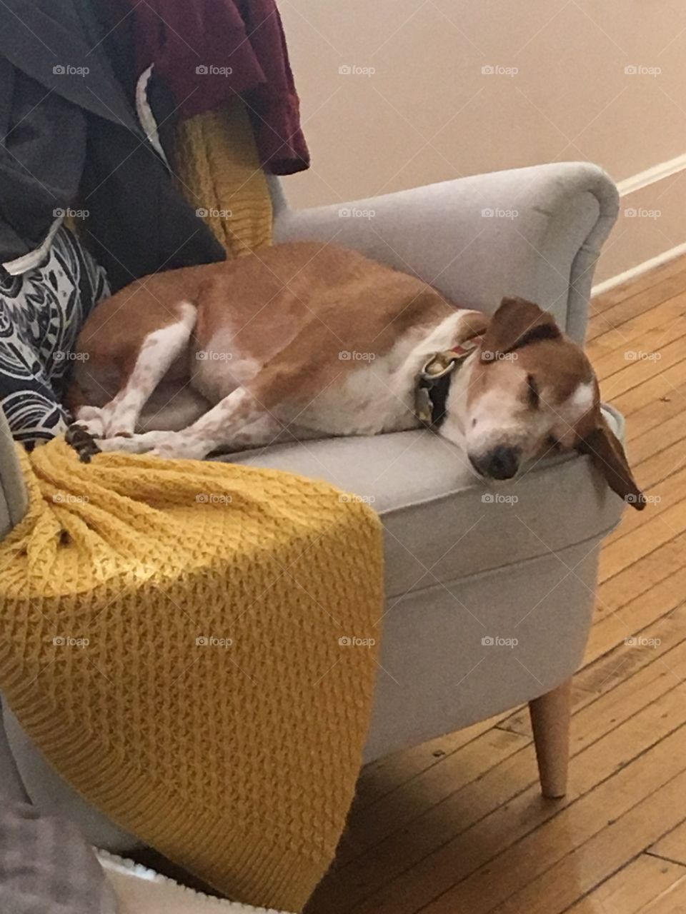 Sleepy beagle on chair