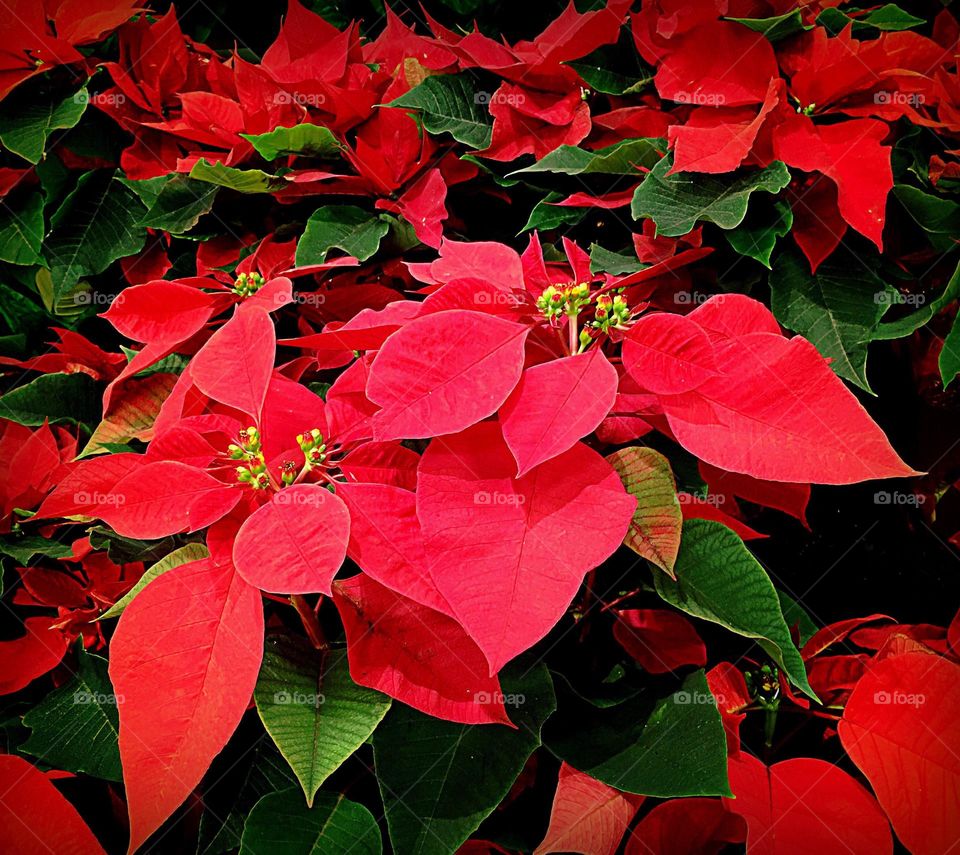 Poinsettia’s deep red color .