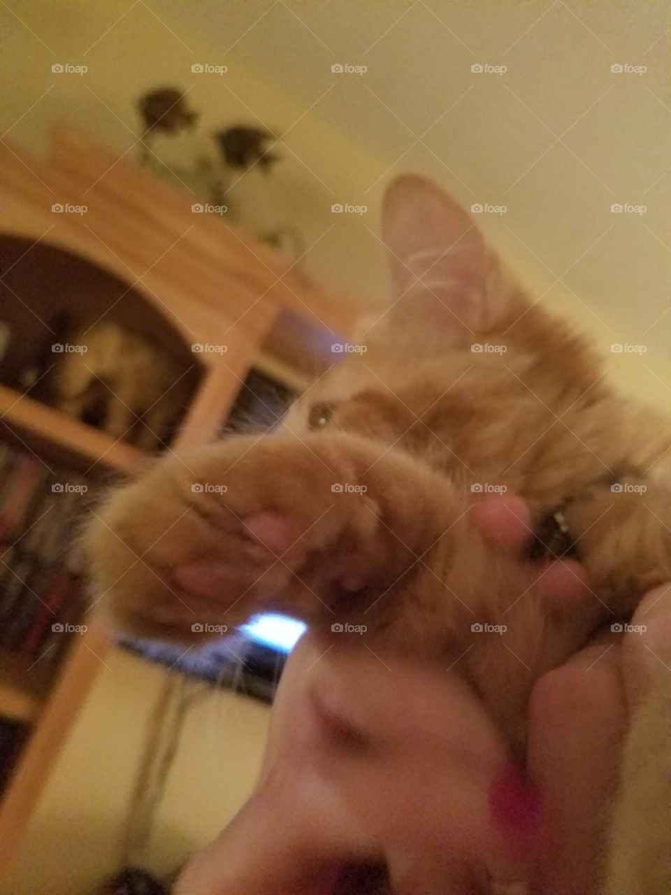 big kitten's paw