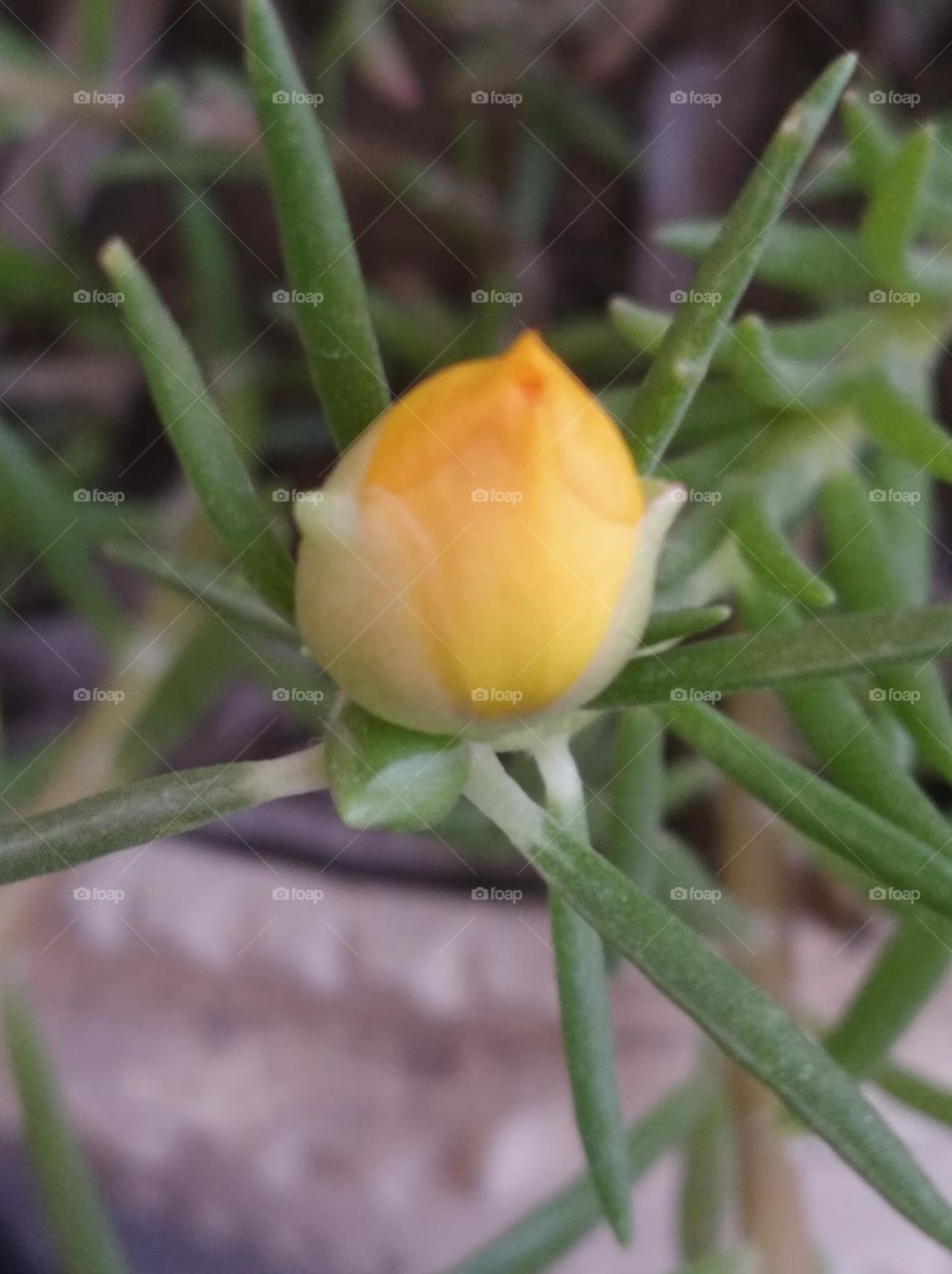 yellow flower bud growing up very beautiful generally found everywhere fresh seasonal