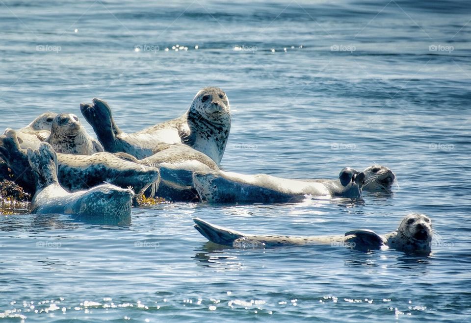 Harbor seals