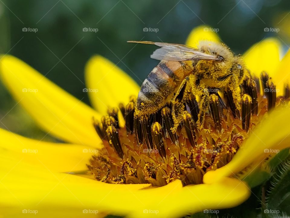 Macro side view of a honeybee pollinating a yellow common sunflower