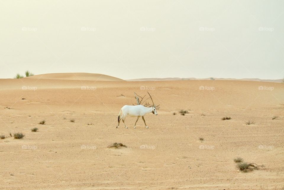 Desert goat