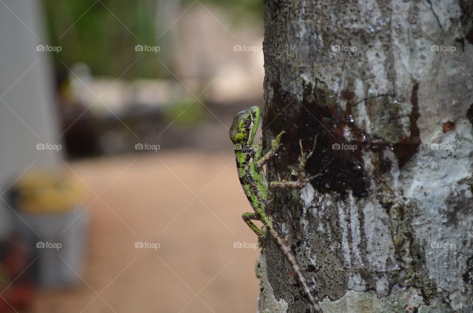 Hanging On. Lizard on Tree