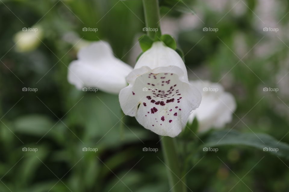 Pretty white flowers