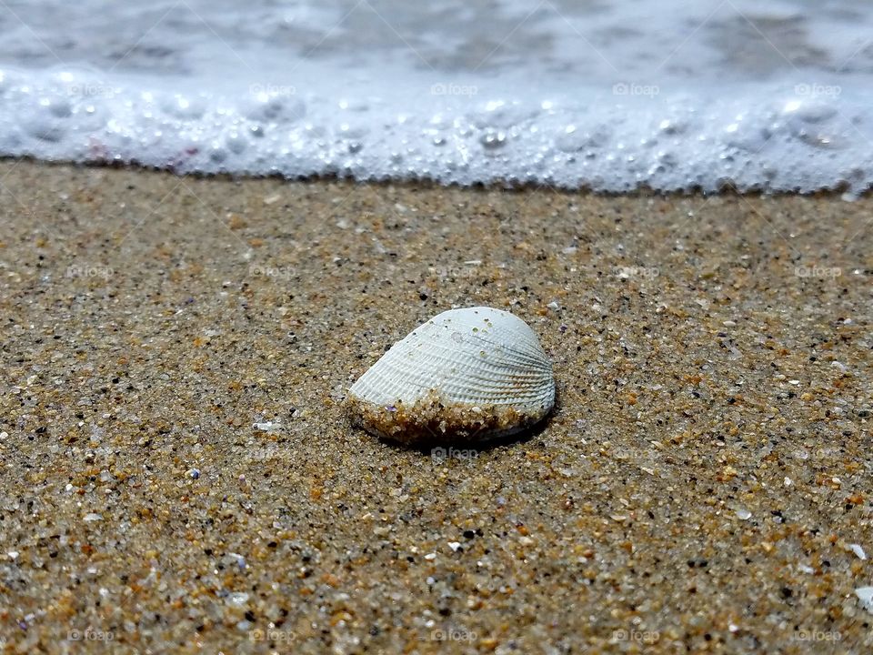 Seashells